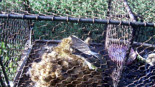 Łapali ptaki w centrum miasta