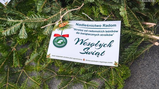 Legalny stroisz od leśników