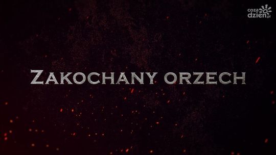 Legendy radomskie. Zakochany orzech