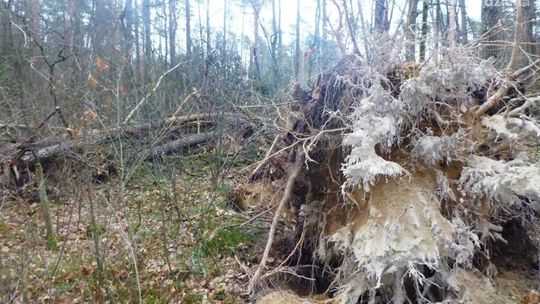 Leśne szlaki zamknięte. Sprzątają po wichurze