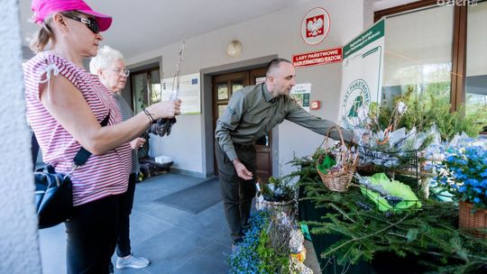 Leśnicy rozdawali sadzonki. Było duże zainteresowanie