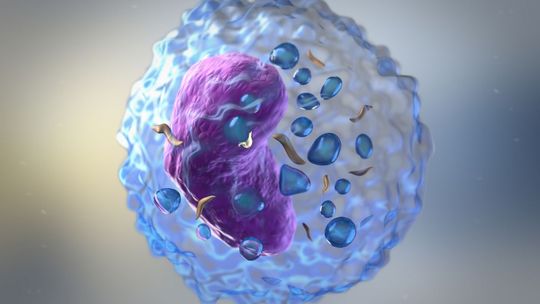 Limfocyty B – za co odpowiadają?