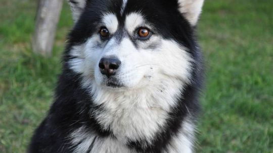 Lipsko. Informacja dla posiadaczy psów