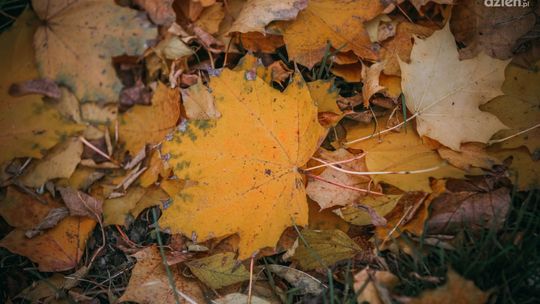 Liście zostawmy przyrodzie