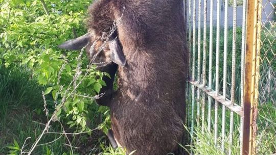 Łoś zawisł na ogrodzeniu. Nie przeżył