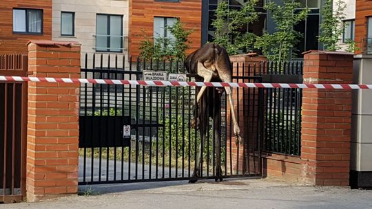 Łoś zawisł na ogrodzeniu w centrum Radomia