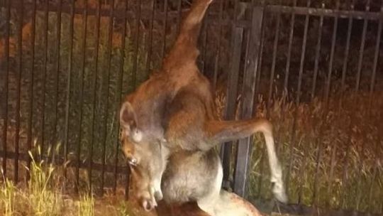 Łoś zginął na ogrodzeniu