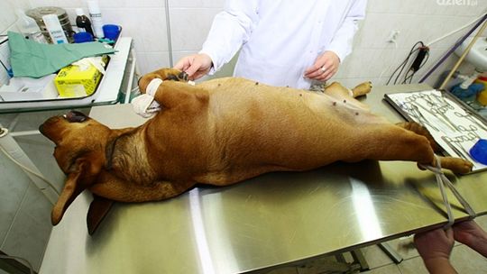 Maja na ostrzu noża!