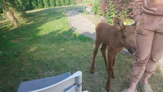 Mały łoś uratowany!