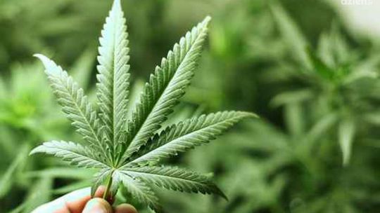Marihuana warta 2,5 mln zł