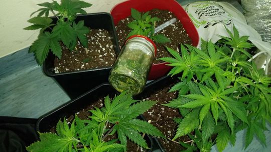 Marihuanę hodował w bloku