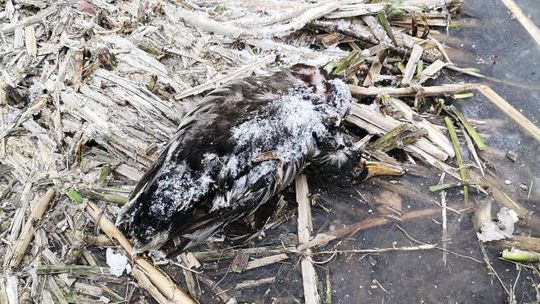 Martwe kaczki na Gołębiowie. Zdechły z przejedzenia 