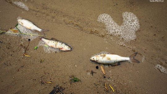 Martwe ryby w zalewie na Borkach
