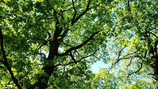 Mazowsze dla klimatu