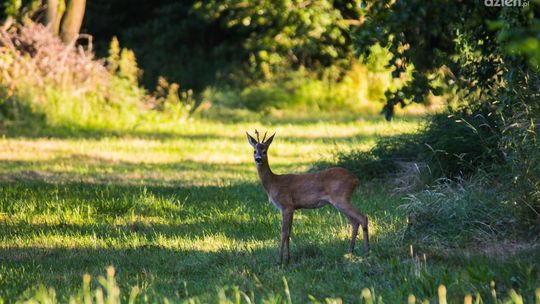 Mazowsze zaprasza do lasu i parku 