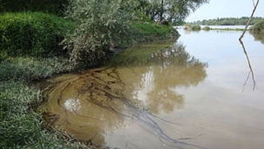 Mazut nie zaszkodził Wiśle?