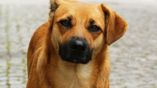 Miasto szuka chętnych do kastracji