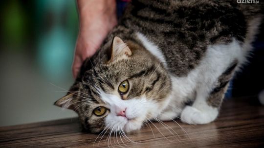 Międzynarodowa Wystawa Kotów Rasowych [ZDJĘCIA]