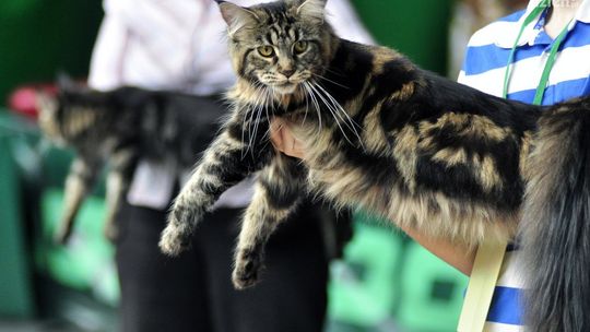 Międzynarodowa Wystawa Kotów Rasowych ZOBACZ ZDJĘCIA