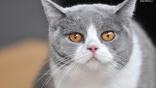 Międzynarodowy Dzień Kota. Może adopcja?