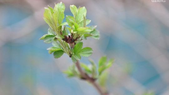 Miejscy drogowcy ogłosili konkurs!