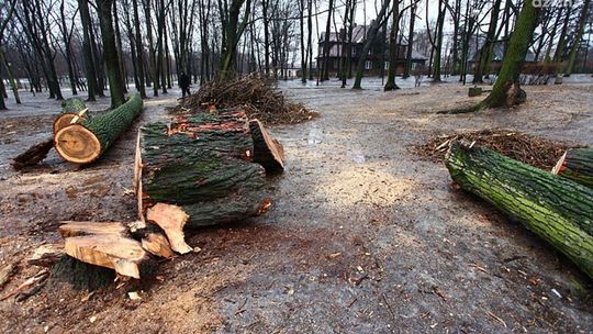 Mieszkańcy Radomia są oburzeni sposobem rewitalizacji Parku Leśniczówka