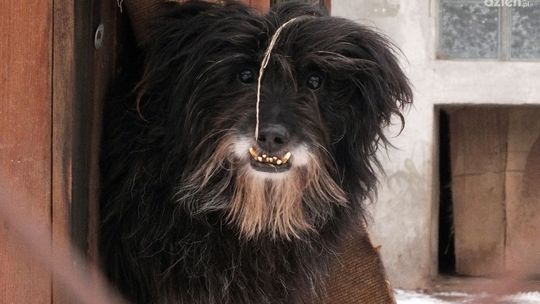 Mikołaj dla zwierząt