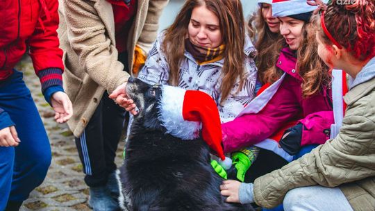 Mikołajkowe prezenty dla zwierzaków 
