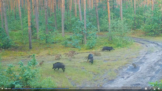 Młode dziki na terenie radomskich Lasów [WIDEO]
