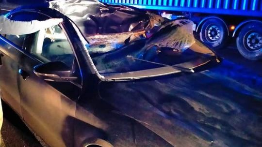 Młodocin Mniejszy. Auto uderzyło w łosia (zdjęcia)