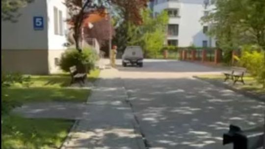 Młody jeleń utknął między posesjami. Pomogła szybka interwencja pracownika Amfiteatru