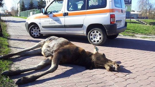 Młody łoś błąkał się po Radomiu i padł