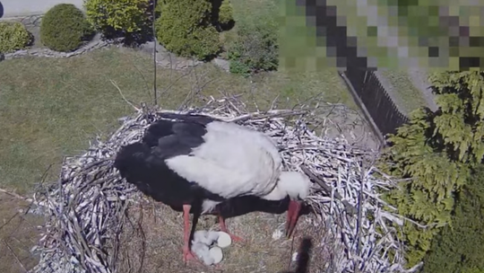 Molendy. Bociania rodzina się powiększyła