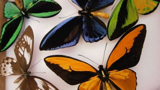 Motylem jestem...