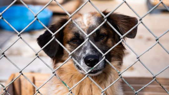 Możesz pomóc zwierzętom - wystarczy jeden podpis