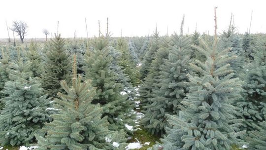 Możesz uratować swoją choinkę