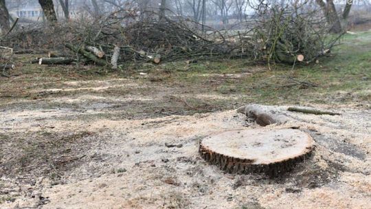 Można ciąć drzewa, ale...