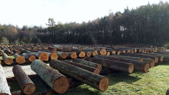 Można kupić drewno od Lasów Państwowych