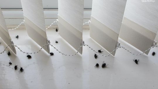 Muszki, osy i szerszenie – jak sobie z nimi poradzić?