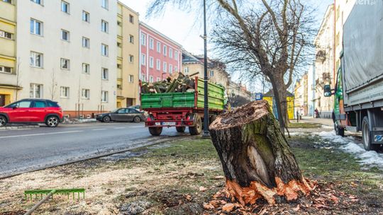 MZDiK wyciął pięć klonów