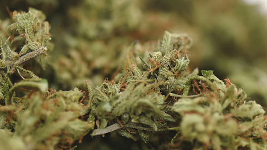 Na co i jak działa susz CBD?