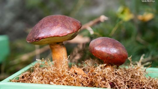 Na co trzeba uważać podczas zbierania grzybów? Na co trzeba uważać podczas zbierania grzybów?