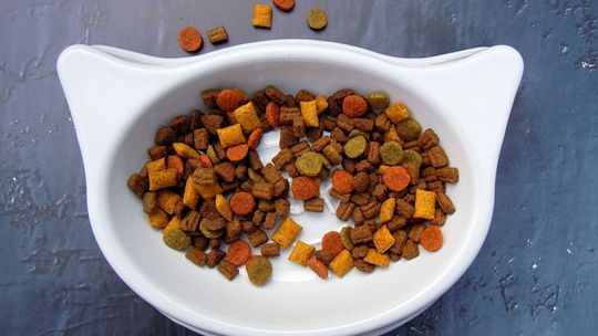 Na co zwrócić uwagę wybierając karmę dla gadów?