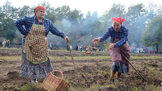 Na Festiwal Ziemniaka będą dodatkowe kursy