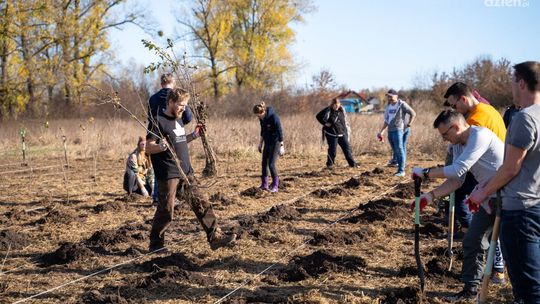 Na Godowie posadzono tysiąc drzew