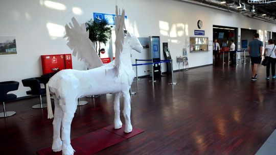 Na lotnisku wylądował biały koń
