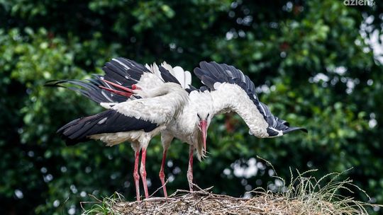 Na początek ptaki bez zanęty