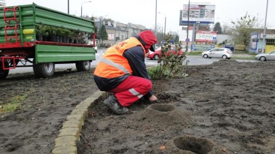 Na rondzie krzewuszki