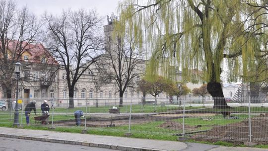 Na rynku ruszyły wykopaliska. Wierzba zostaje