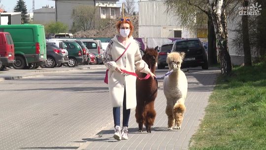 Na spacer z alpakami